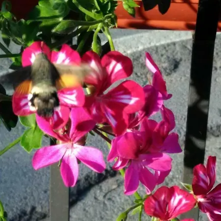 Le Piazze Alloggio per agriturismo *