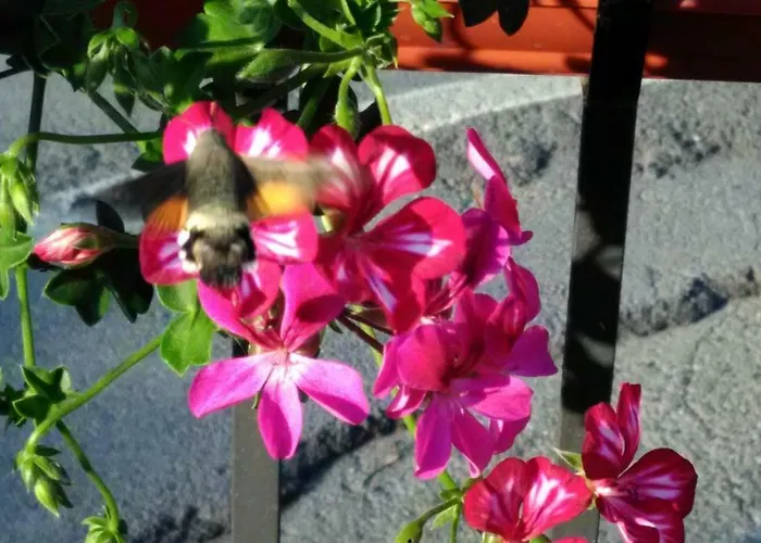 Le Piazze Alloggio per agriturismo *